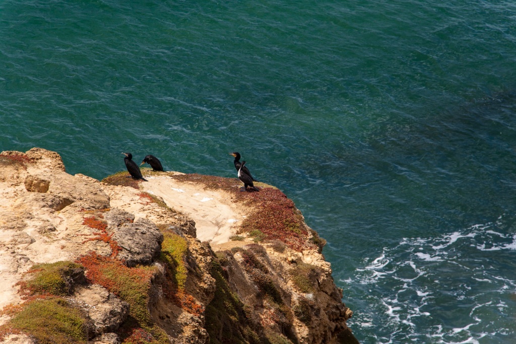 In zoomari 16 janvier - 11h10