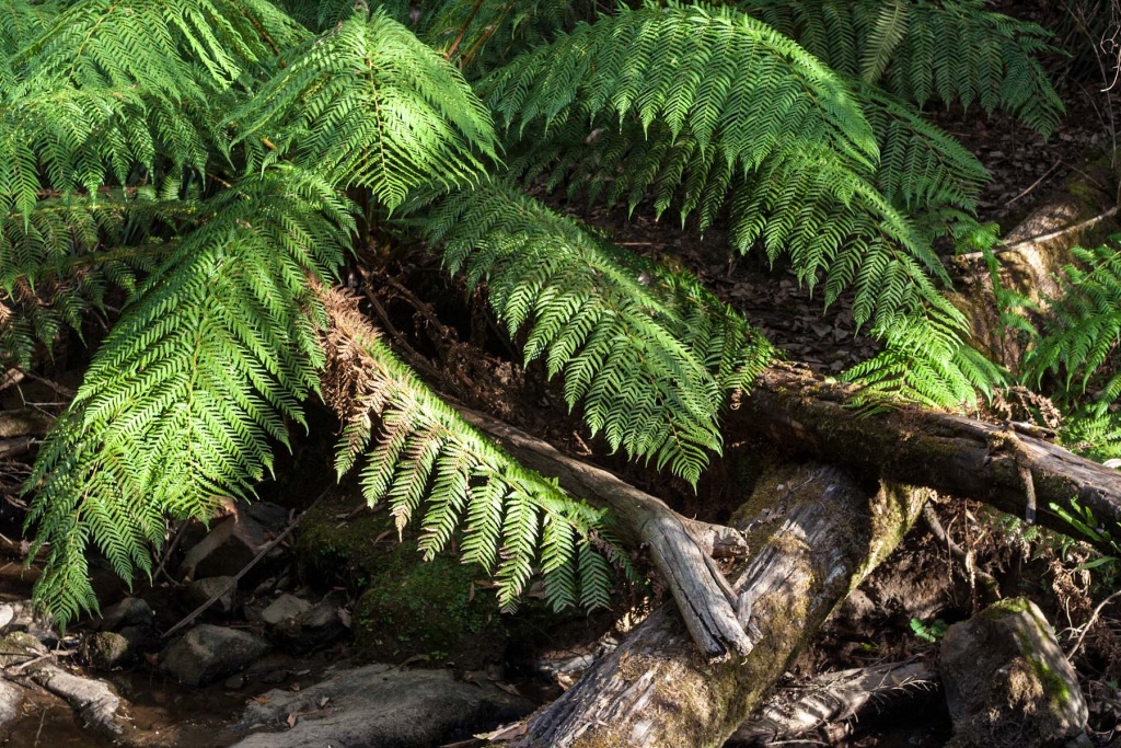 In zoomari 1 février | 19h03