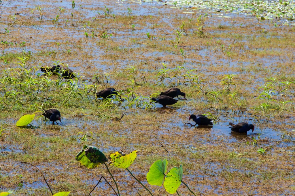 In zoom 22 juillet 2015 | 11h59