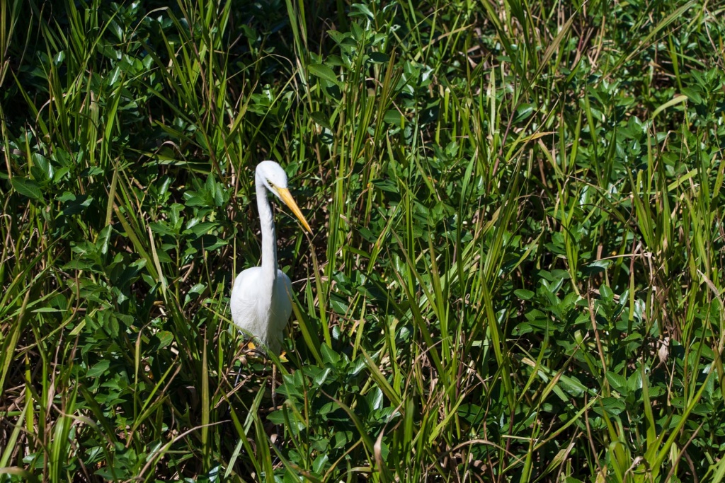 In zoom 23 juillet 2015 | 11h16