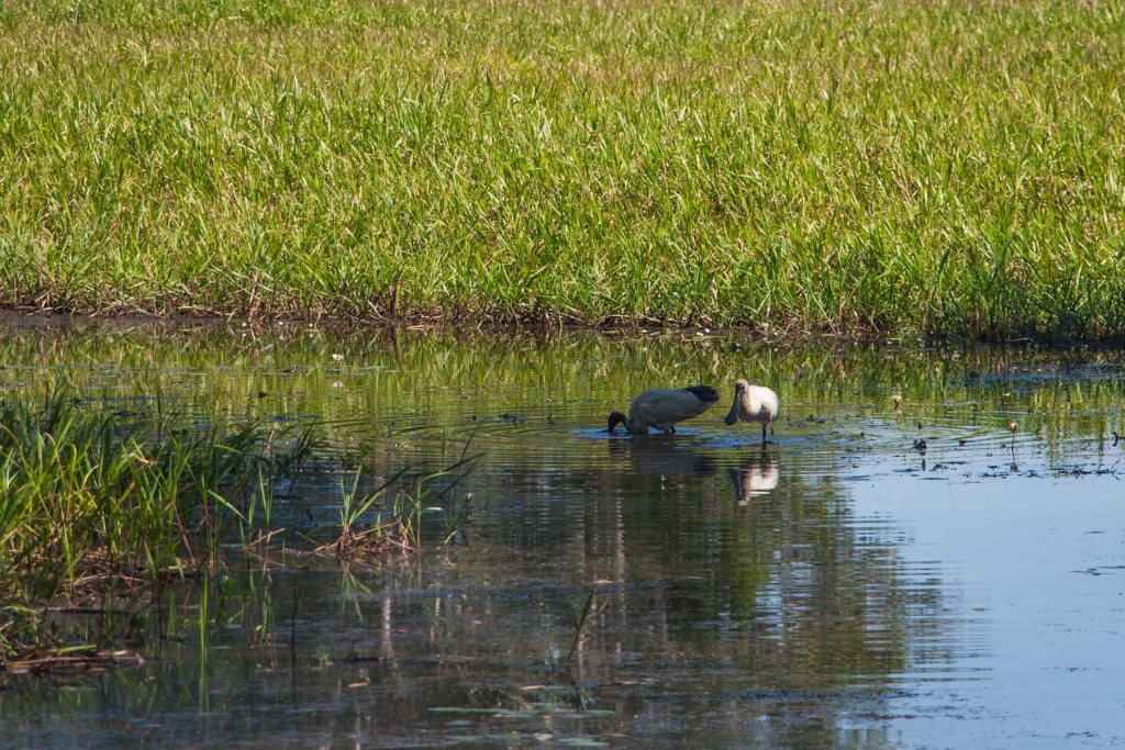 In zoom 23 juillet 2015 | 11h25