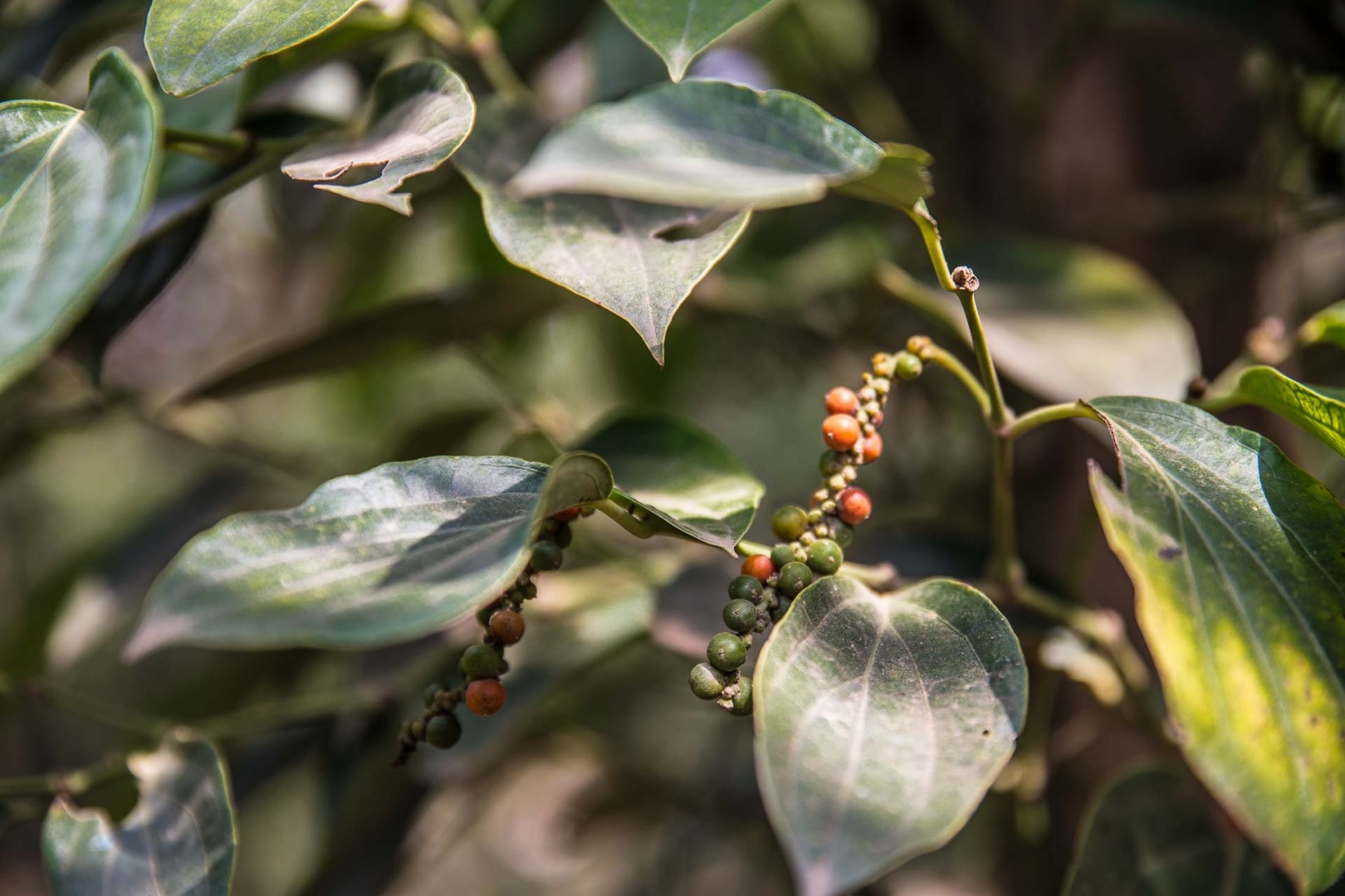 Zoom in 10 février 2018 |14h04
