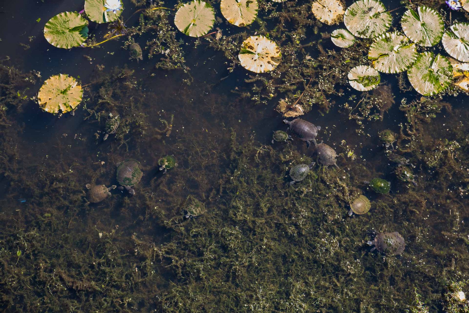 In zoomnh52 7 mai 2018 | 14h52