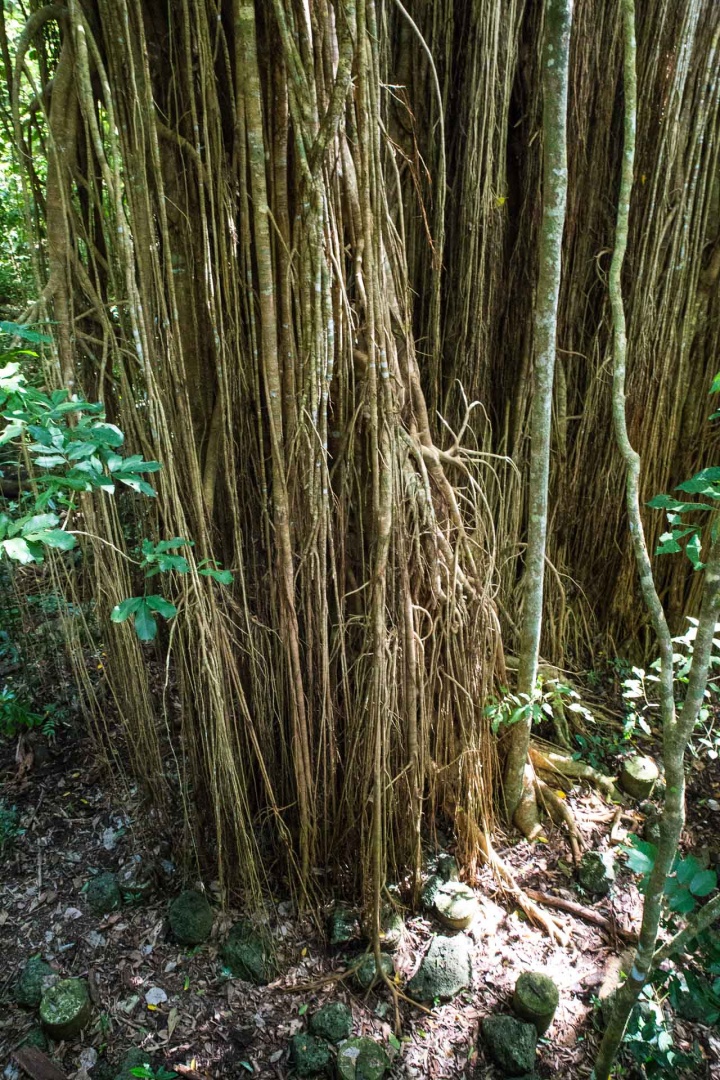 In zoomnh31 9 mai 2018 | 10h31