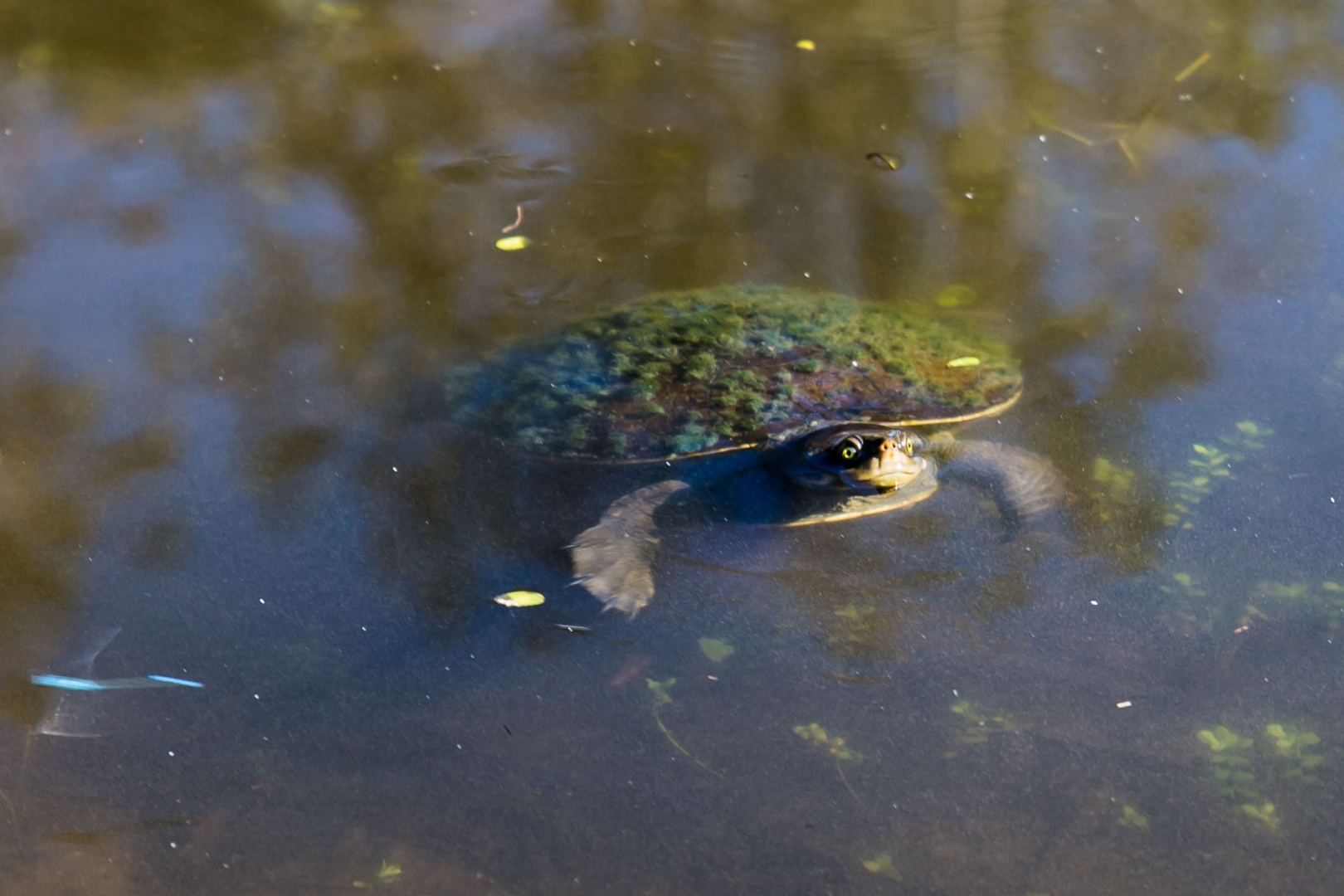 Im zoomnH34 20 mai 2018 | 9h34