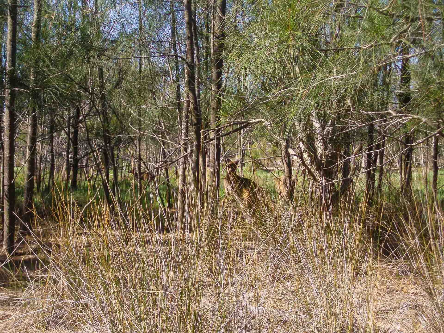 Zbliżenieień 5 décembre 2008 | 16h30