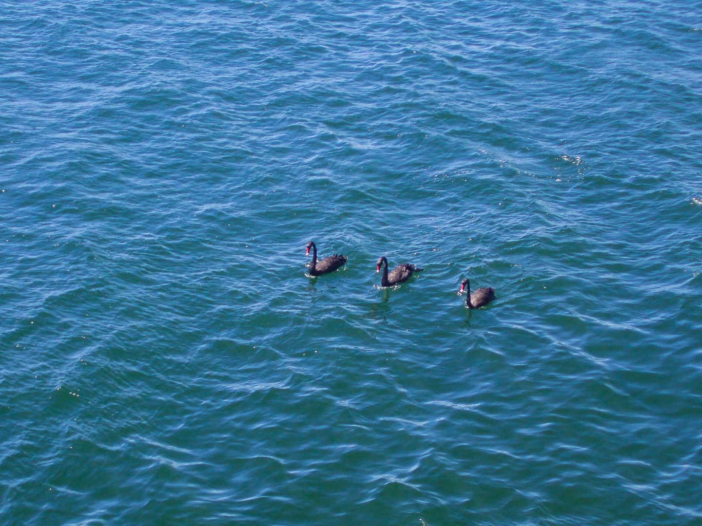 Zbliżenieień 6 décembre 2008 | 15h43