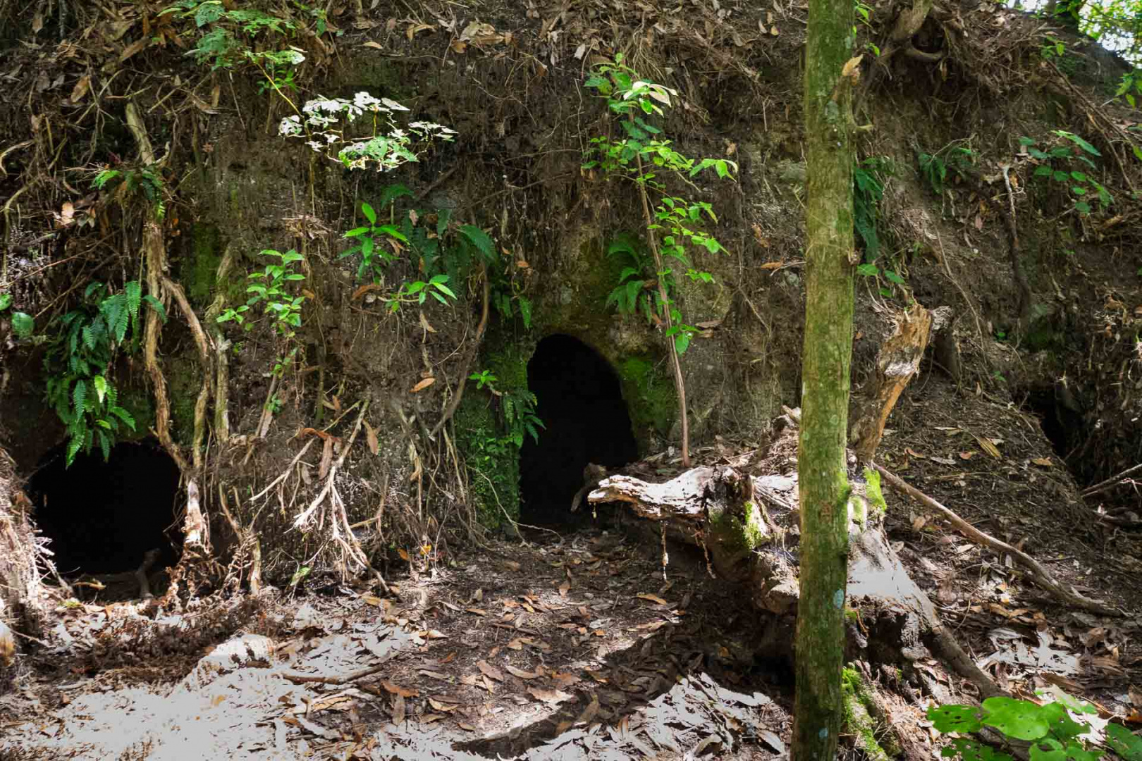 In zoomary 29 janvier 2019 | 15h10