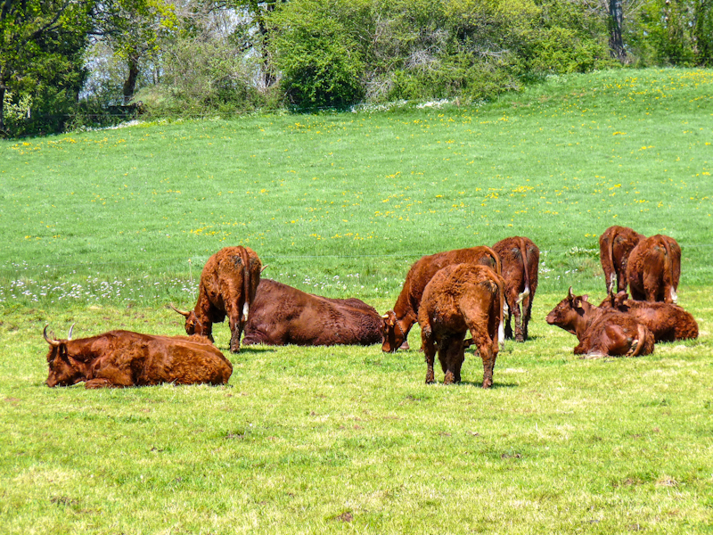 Zoom in 21 avril | 12h17